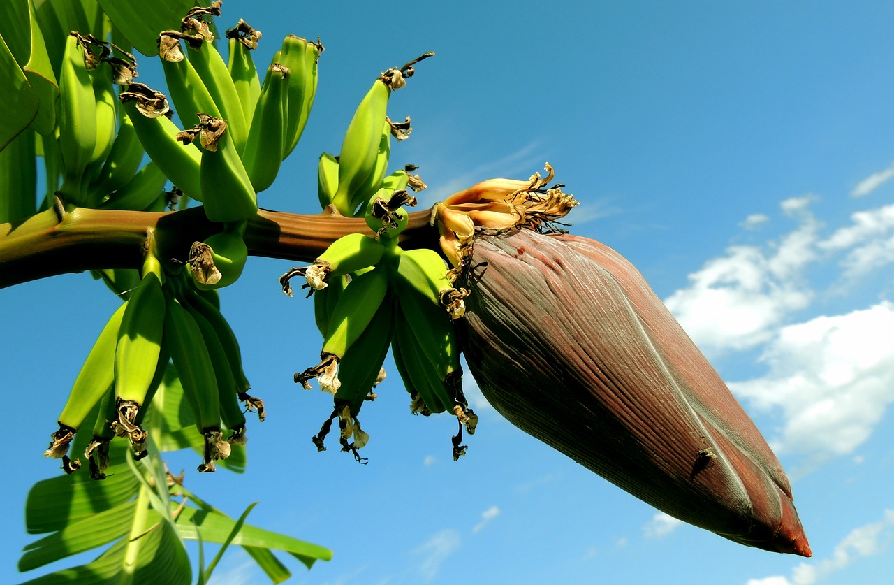 How to Grow Banana Tree without Seed ?