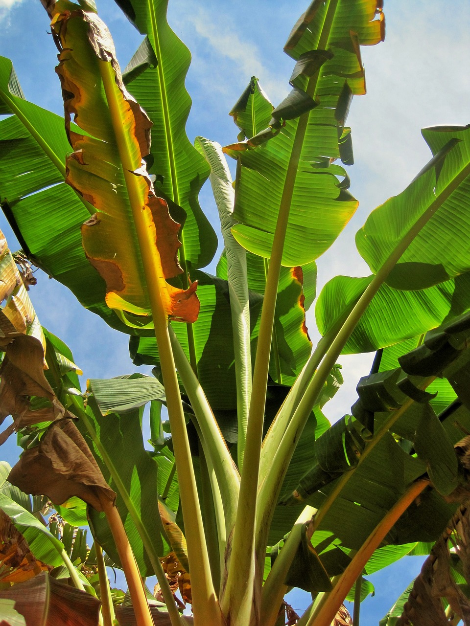 How to Grow Banana Tree without Seed ?